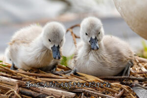 【無料タロット占い】今の彼と1ヶ月以内に別れる確率はどれくらい？
